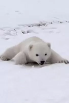 北极熊宝宝海报