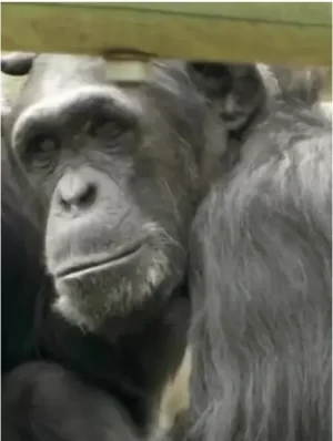 自然世界:大猩猩看电视海报