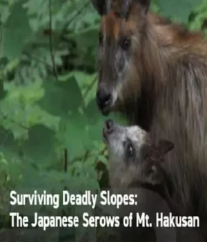 日本鬣羚生存日记海报