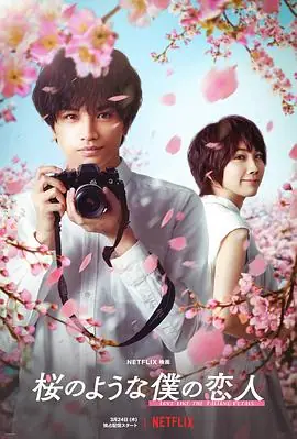我的樱花恋人桜のような僕の恋人海报