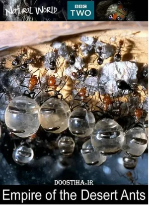 BBC自然世界:沙漠蚂蚁帝国海报