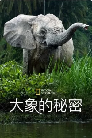 SecretsoftheElephants第一季海报