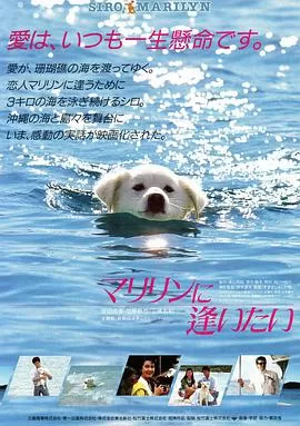 想见玛丽琳海报