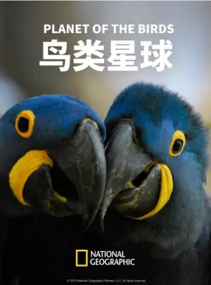 鸟类星球海报