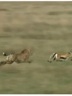 猎物VS猎手塞伦盖蒂平原上的生存之战海报