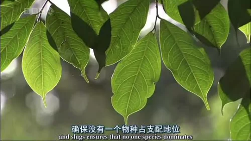 自然世界:蚂蚁攻击海报