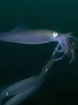 乌贼在一个晚上爱与死亡海报