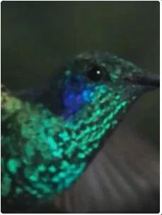 自然奇境第三季海报