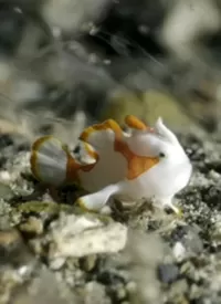 纪录片:海底世界海报