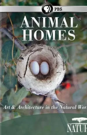 动物之家:鸟巢海报