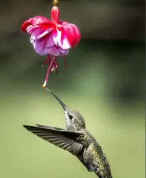 蜂鸟-珍贵的使者海报