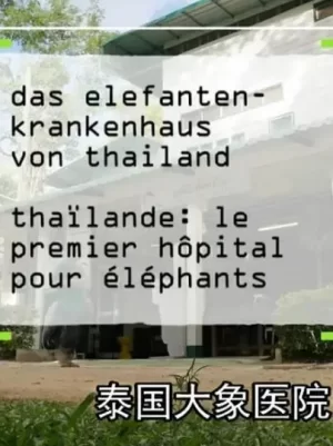 泰国大象医院海报