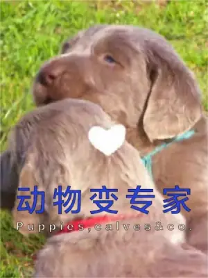 动物变专家海报