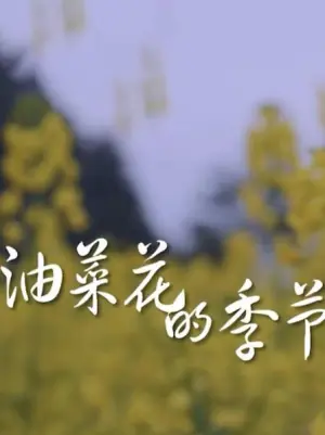 油菜花开的季节海报