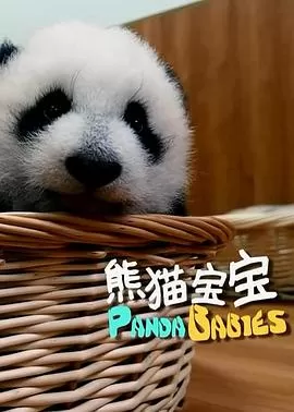 熊猫宝宝海报
