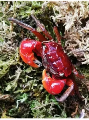 行走的红地毯圣诞岛红蟹海报