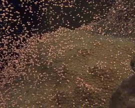 国家地理:大白鲨的长途冒险旅程海报