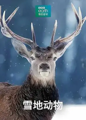 雪地动物海报