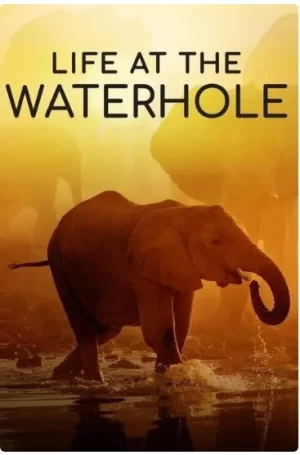 水坑中的生命海报