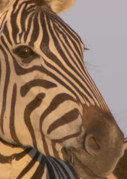 斑马一家历险记:死亡与新生海报